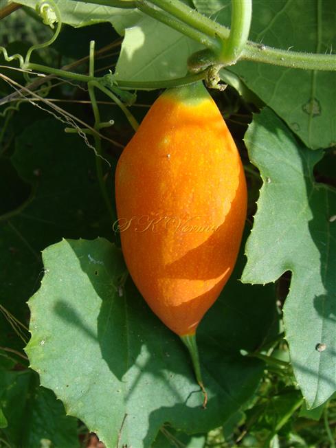  Fruit (Ripe)